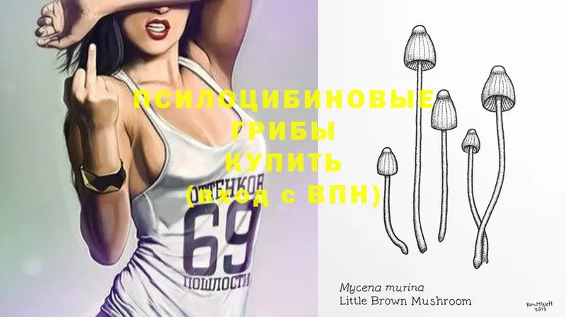 shop Telegram  Арамиль  Галлюциногенные грибы Psilocybine cubensis 